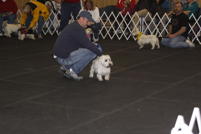 Westie Rescue Parade 2014 : Westie Rescue MI